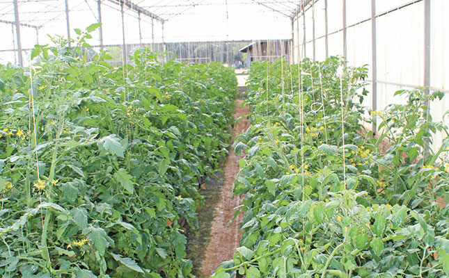 tomato crop