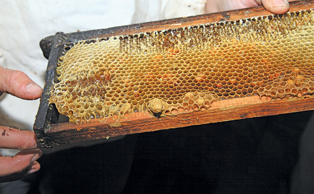 A beekeeper’s perfect balance between nature and nurture