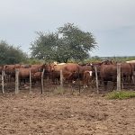 Bantsho buys in stud bulls with proven performance from reputable Bonsmara breeders.