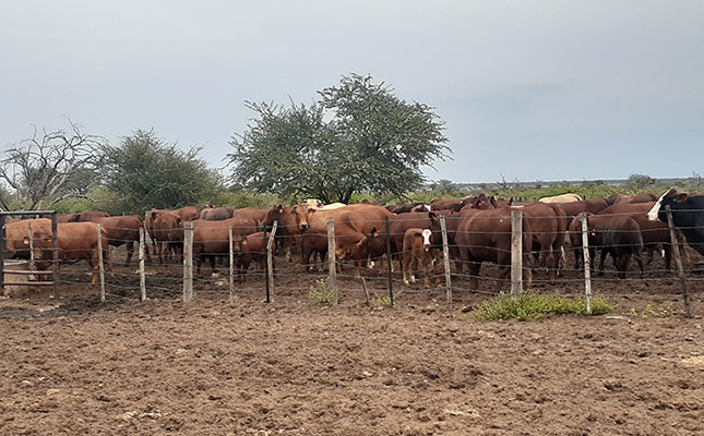 North West cattle farmer puts his trust in proven stud bulls