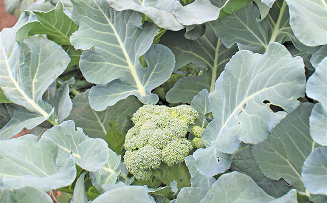 Broccoli farmers’ thriving business on a 1,5ha Lowveld plot