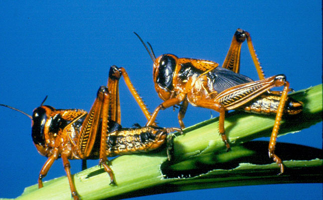 SA on high alert for further brown locust outbreaks