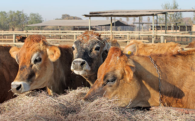 Namibian dairy industry in fight for survival