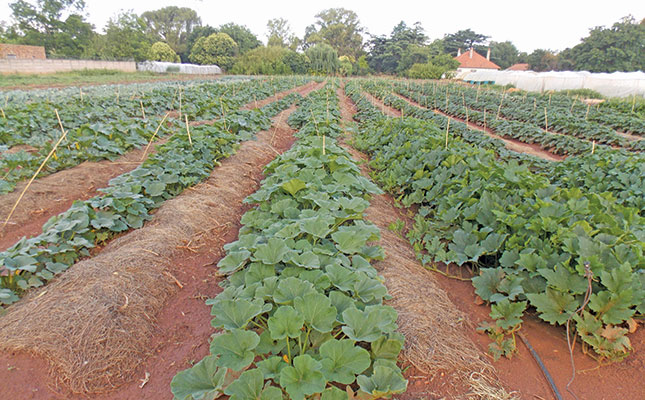 Getting started with vegetables