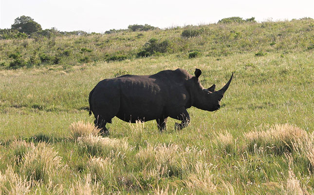 Sharp drop in rhino poaching due to lockdown travel bans
