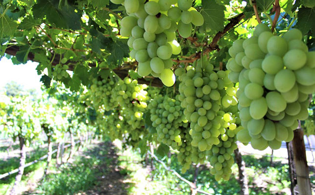 Good weather aids SA’s 2020/2021 table grape crop