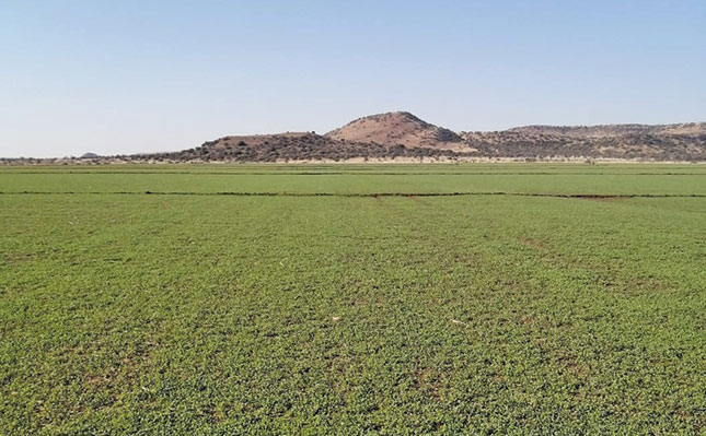 Making lucerne hay while maximising soil health