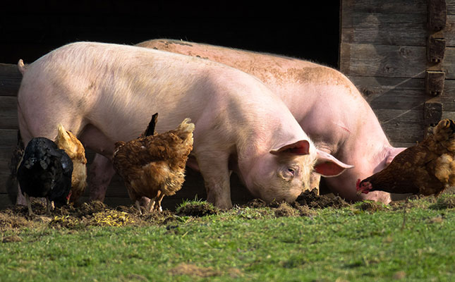 Speculators blamed for recent African swine fever outbreak
