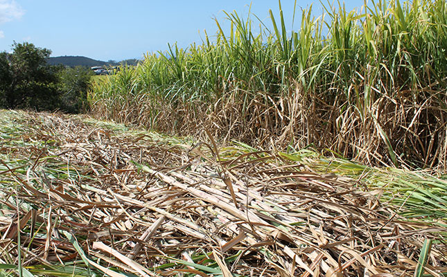 Biofuel production could help revive SA sugar industry