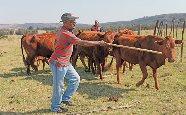 Keep bulls fit and fertile: advice from a Bonsmara breeder