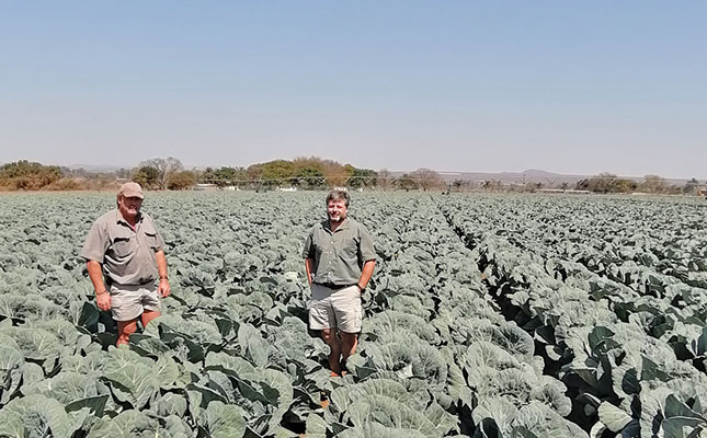 Starke Ayres cabbage shines in winter planting programme