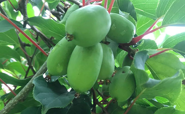 Niche kiwiberry market offers opportunities for SA farmers