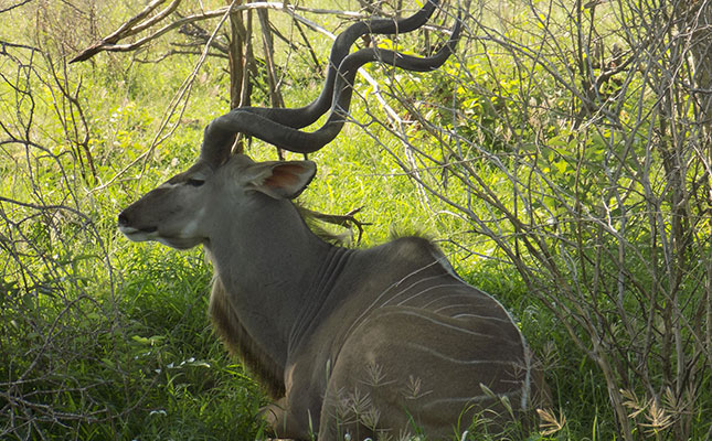 Kudu rabies epidemic in Namibia drives up trophy prices