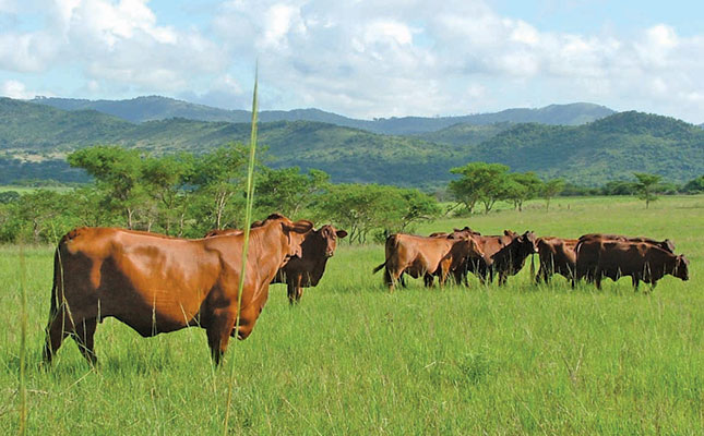 Top Santa Gertrudis breeder’s endless search for perfection