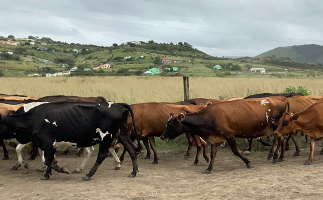 Calls for urgent investigation after cows ‘starve to death’