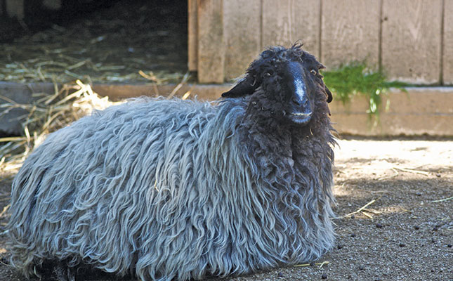 Drought, COVID-19 take heavy toll on Namibian sheep farmers Drought, COVID-19 take heavy toll on Namibian sheep farmers