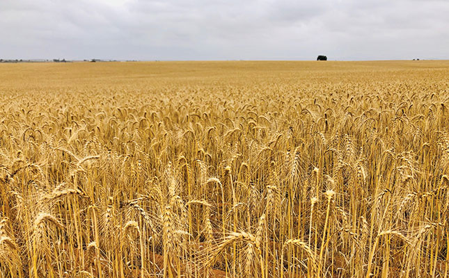 Watchdog needed to regulate SA’s grain industry