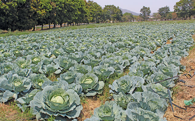 A thriving cabbage farm in the heart of Mbombela