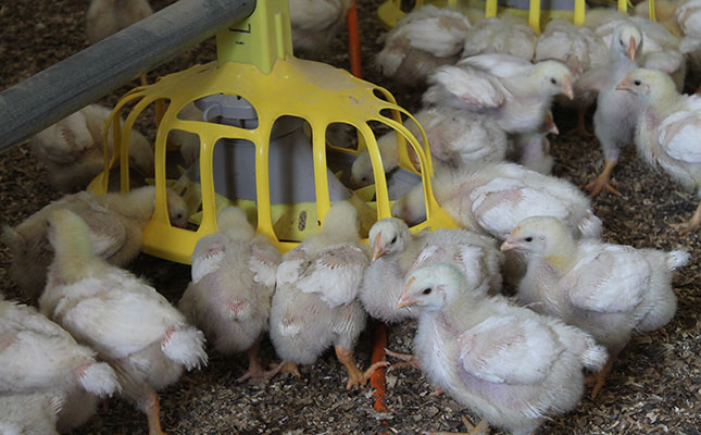 ‘SA’s poultry industry needs help, not protection’