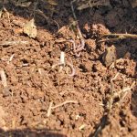 A soil like this, with a good crumb structure, will produce healthy, productive crops.