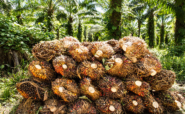 Global edible oil price rally nearing its peak Global edible oil price rally nearing its peak