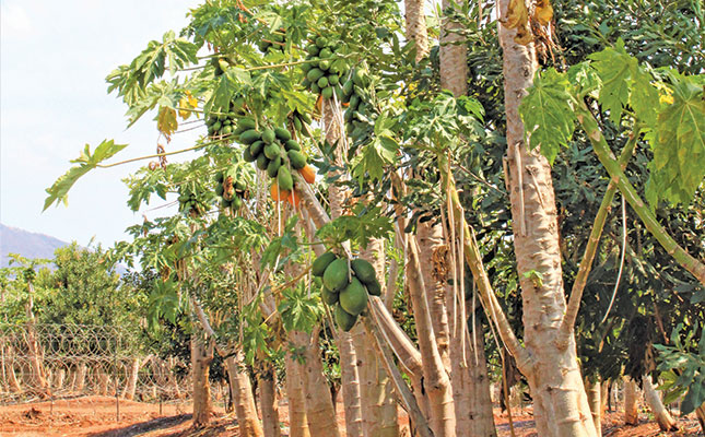 Growing papayas: Easy to produce, tricky to market