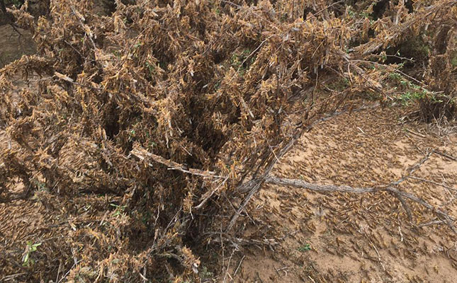 Outdated equipment hinders farmers’ fight against locusts
