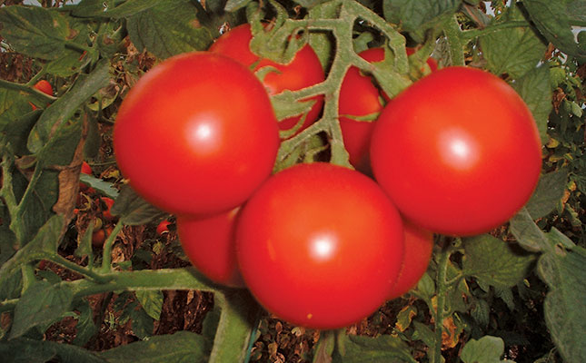 Current tomato shortage expected to be short-lived