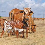 Boran cows are highly protective of their young, and tagging new calves can be quite dangerous, says stud breeder Johan Erasmus.