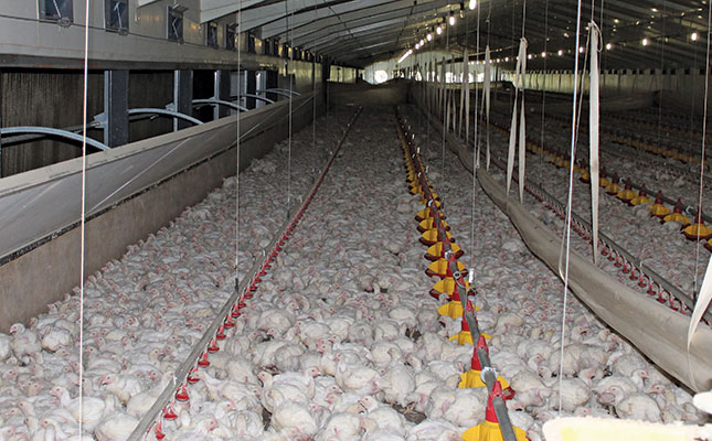 Botswana and Mozambique stop poultry imports from SA