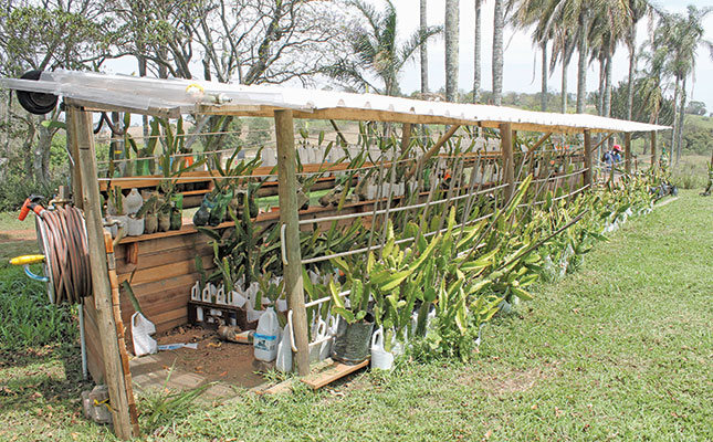 Dragon fruit: a weapon to fight food insecurity