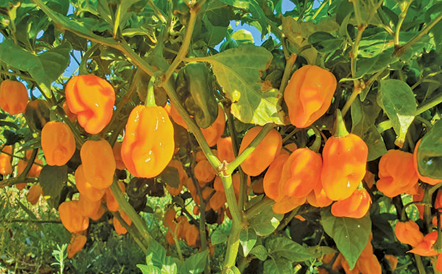 Chillies: a hot crop if you know what you’re doing Chillies: a hot crop if you know what you’re doing
