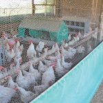 The KwaZulu-Natal Poultry Institute has eight operational poultry units.