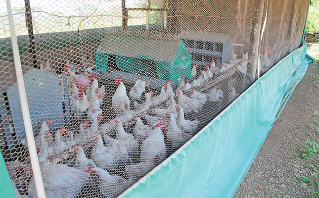 Online training gives wings to developing poultry farmers