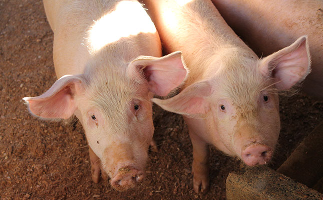 African swine fever takes new toll on China’s pig herd