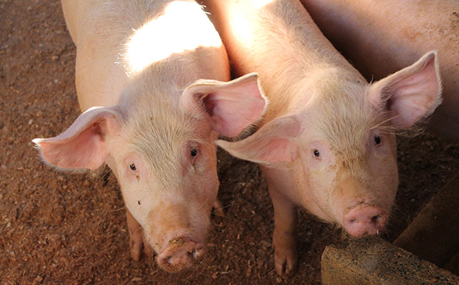 African swine fever takes new toll on China’s pig herd African swine fever takes new toll on China’s pig herd