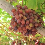 Current estimates indicate that South Africa will produce its largest table grape crop on record this season.