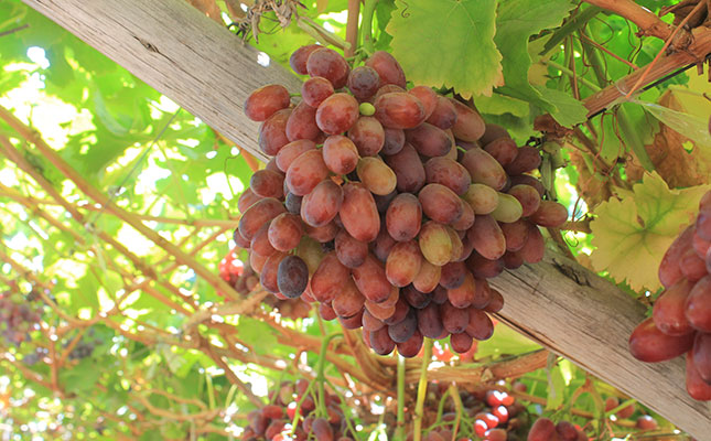 SA to harvest its largest table grape crop on record SA to harvest its largest table grape crop on record