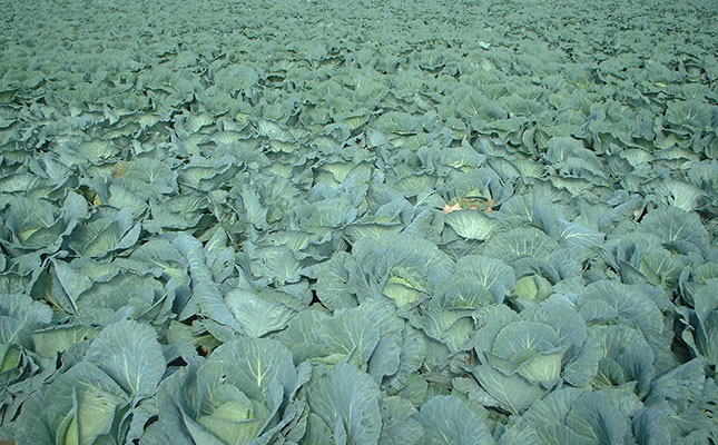 Is small-scale farming really viable? Is small-scale farming really viable?