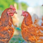 All poultry farmers have been urged to implement the strictest biosecurity protocols, following a second outbreak of highly pathogenic avian influenza (HPAI) on a farm in North West.