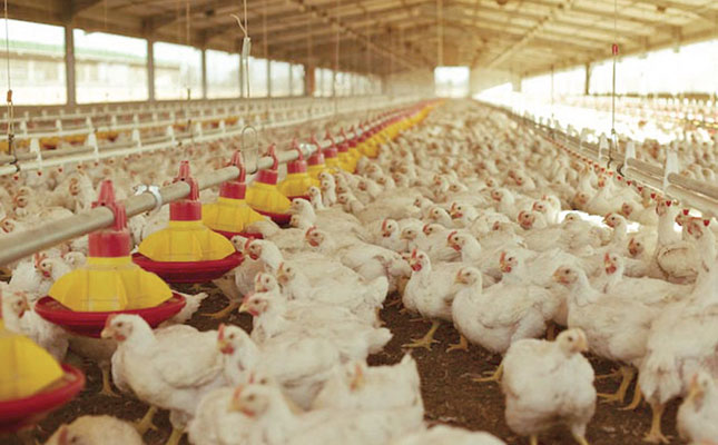 Poultry industry on high alert after bird flu confirmation