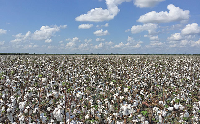 Concern about decrease in SA cotton plantings