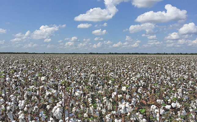 Concern about decrease in SA cotton plantings Concern about decrease in SA cotton plantings