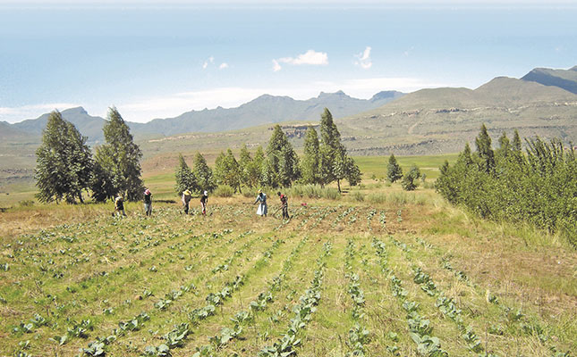 COVID-19 relief vouchers hijacked by ‘fake farmers’, says DA COVID-19 relief vouchers hijacked by ‘fake farmers’, says DA