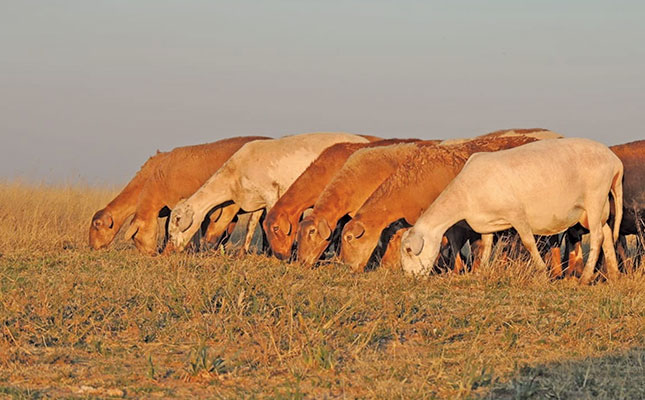 Breeding wireworm-resistant Meatmasters Breeding wireworm-resistant Meatmasters