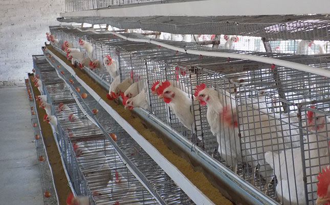 Great scope for expansion of Namibia’s poultry industry Great scope for expansion of Namibia’s poultry industry