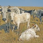 While smaller-framed than European cattle, Nguni cattle, which are indigenous to Southern Africa, are better than European breeds at handling higher temperatures.