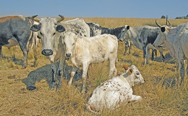 Improving heat stress management in beef cattle