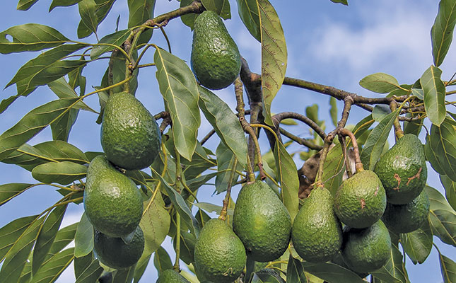 Beware of these avocado diseases
