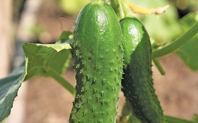 Growing cucumbers